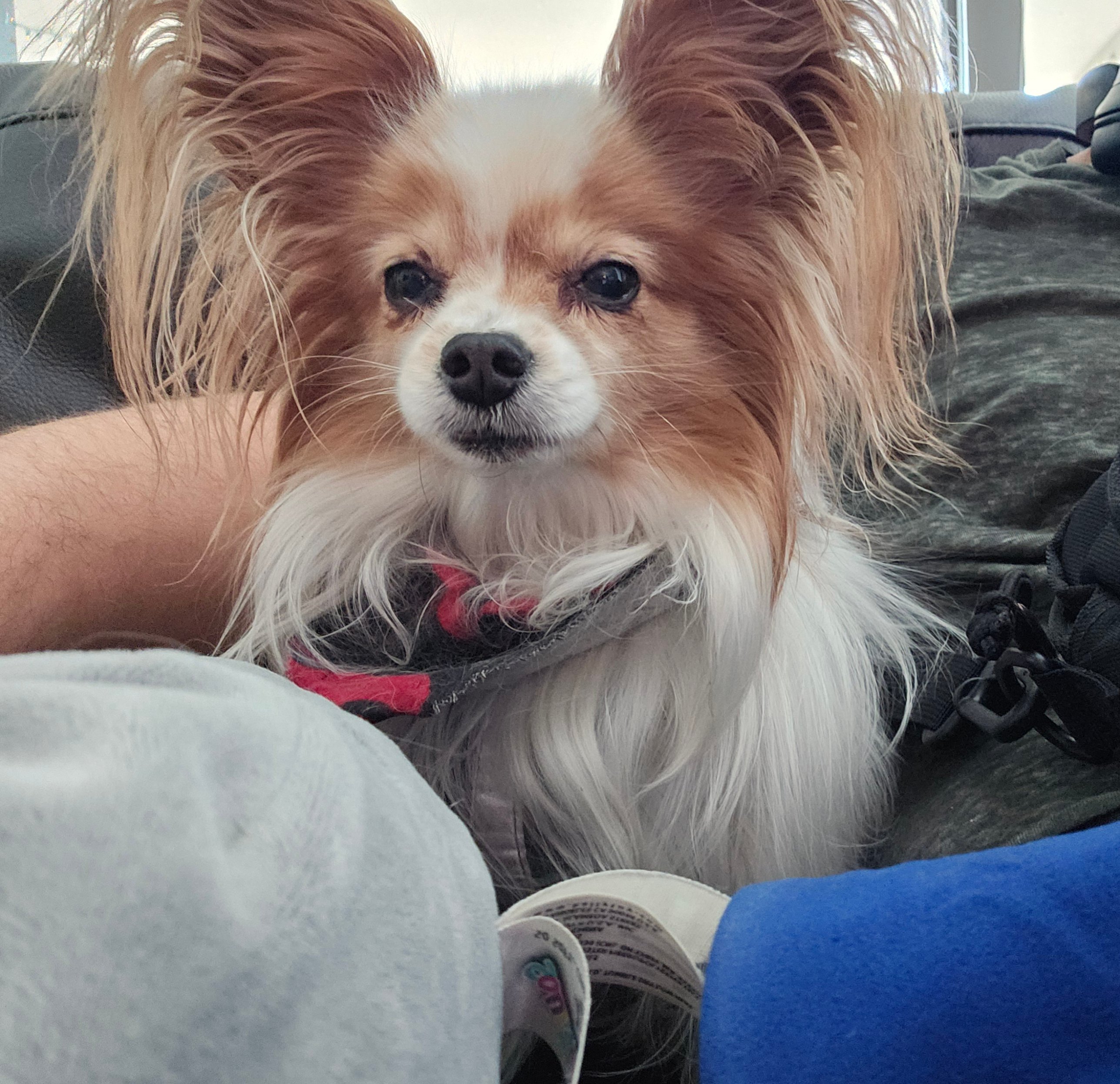 Client dog