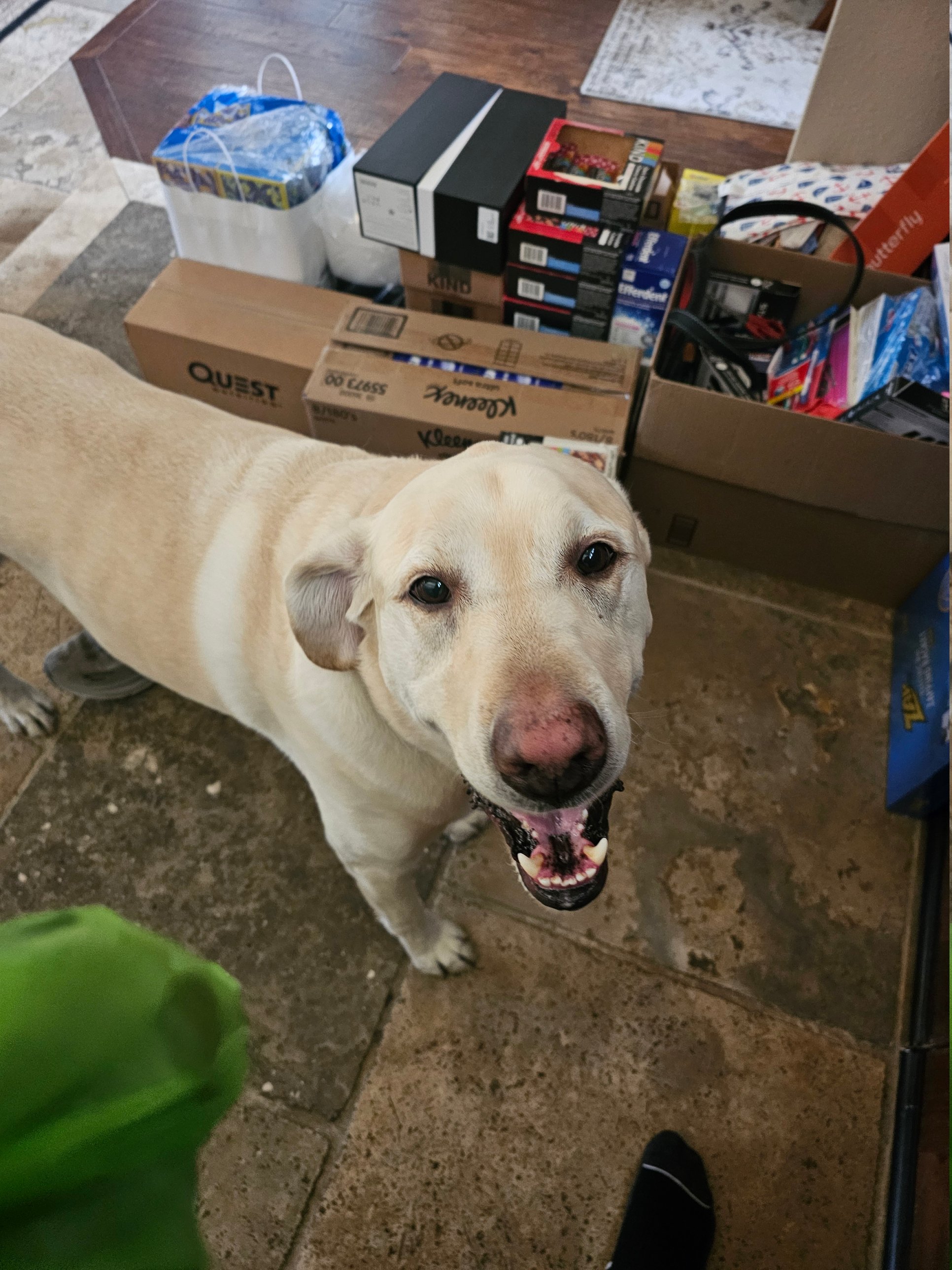 Client dog